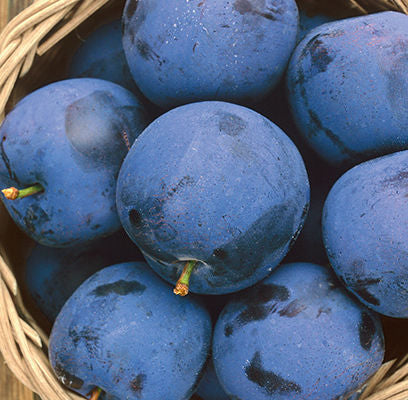 Mount Royal Plum