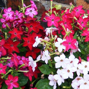 Nicotiana- 4 Packs