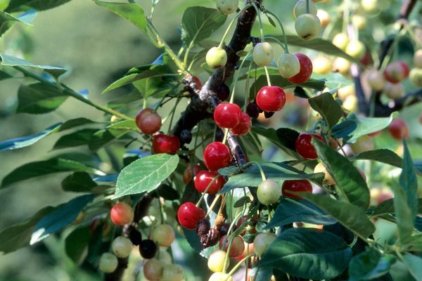 North Star Cherry