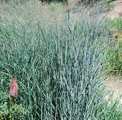 panicum- Heavy Metal Switch Grass