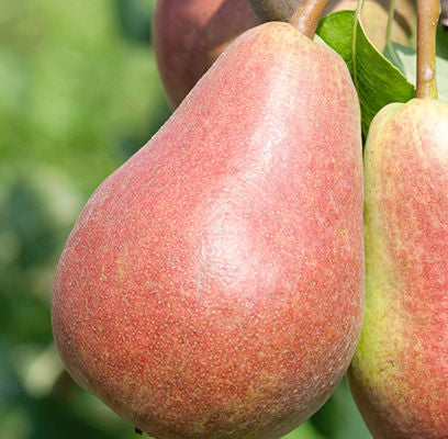 Pyrus- Parker Pear - 5 Gallon