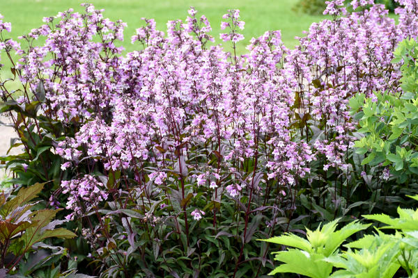 Midnight Masquerade Beardtongue