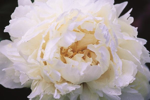 Peony - Bowl Of Cream