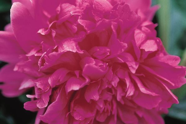 Peony- Felix Supreme