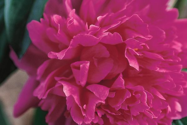 Peony- Kansas Red