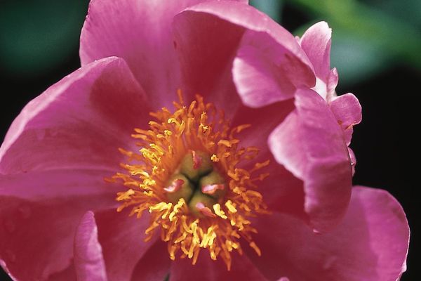 Scarlet O'Hara Peony