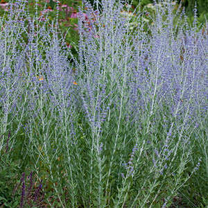 Russian Sage Little Spire