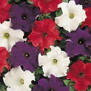 Petunias- 4 Packs