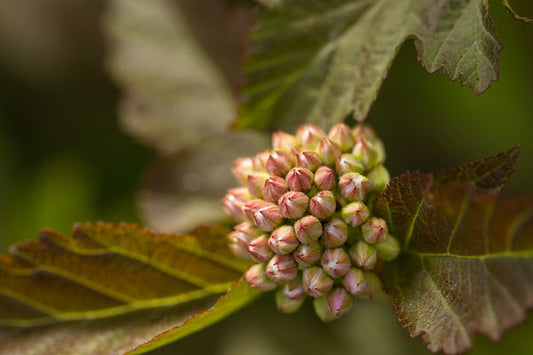 Physocarpus- Amber Jubilee Ninebark Tree-7 Gallon
