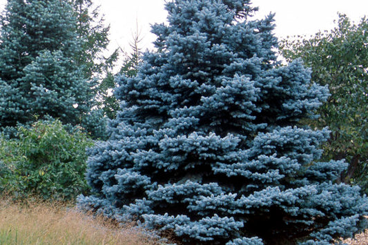 Picea- Baby Blue Spruce-5 gallon