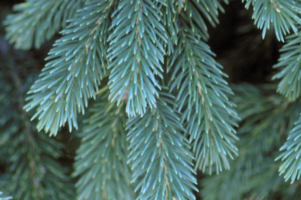 Picea- Black Hills Spruce-5 Gallon