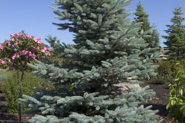 Picea- Fat Albert Blue Spruce-4 Gallon