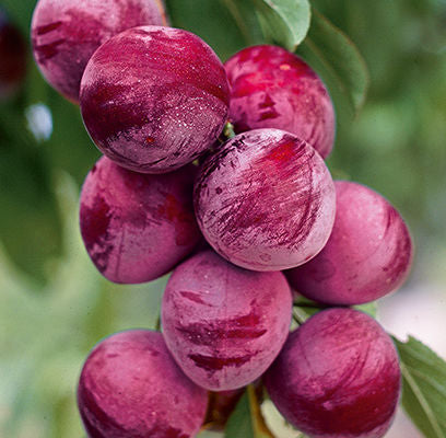 Prunus - Pipestone Plum - 5 Gallon