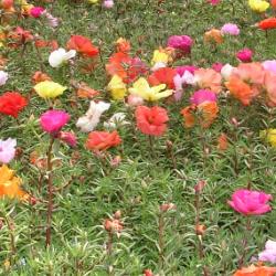 Portulaca- 4 Packs