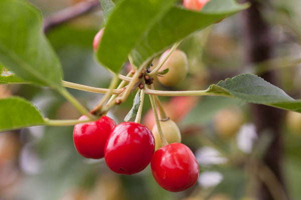 Prunus- Sweet Cherry Pie Cherry-5 Gallon