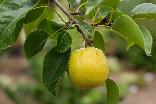 First Editions® Tawara Asian Pear