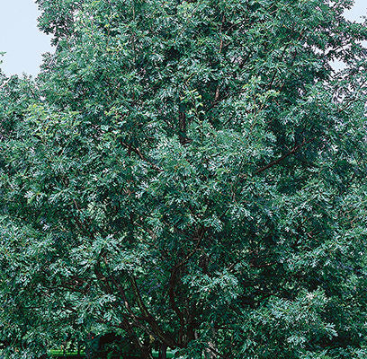 Quercus- White Oak - 10 Gallon
