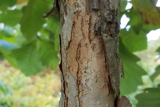 Quercus - Swamp White Oak | 10 Gallon