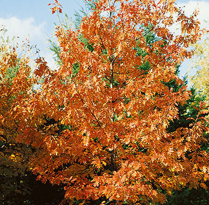 Quercus- Northern Red Oak-10 Gallon