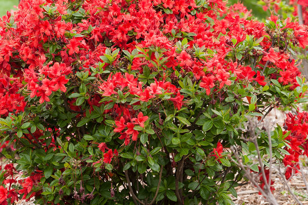 Electric Lights Azalea - Red