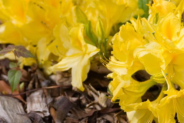 Lemon Lights Azalea