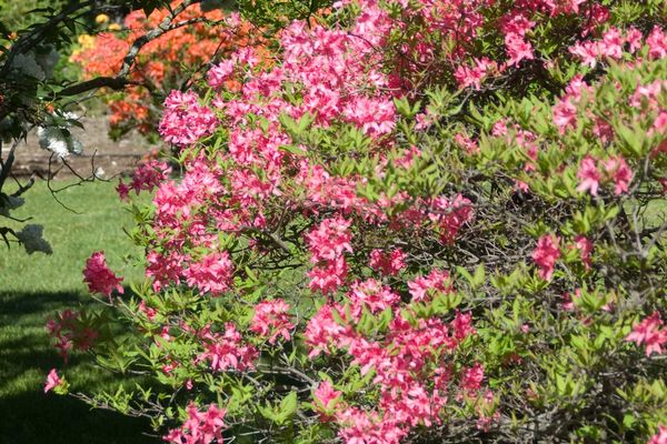Rosy Lights Azalea