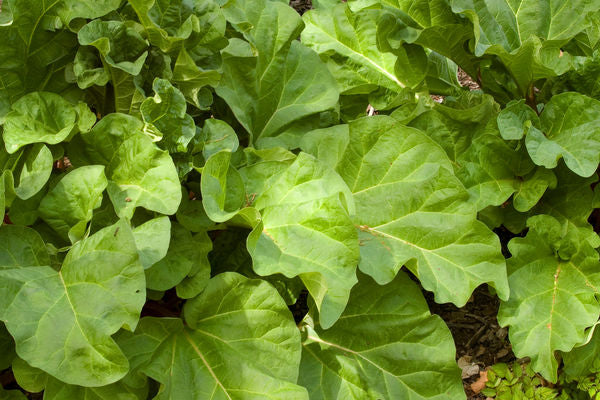 Chipmans Canada Red Rhubarb