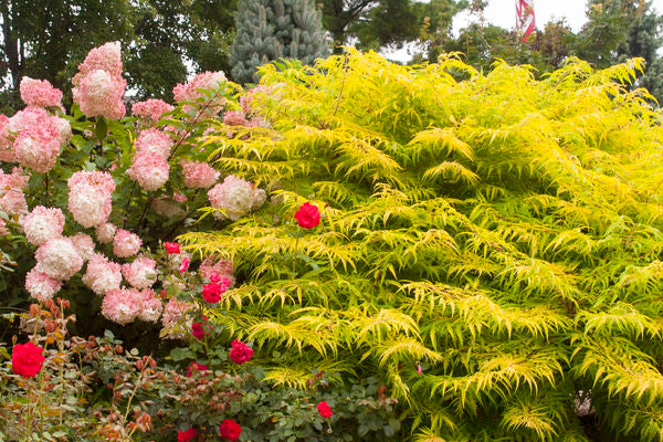 Rhus- Tiger Eyes Cutleaf Staghorn Sum-2 Gallon