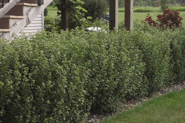 Alpine Currant