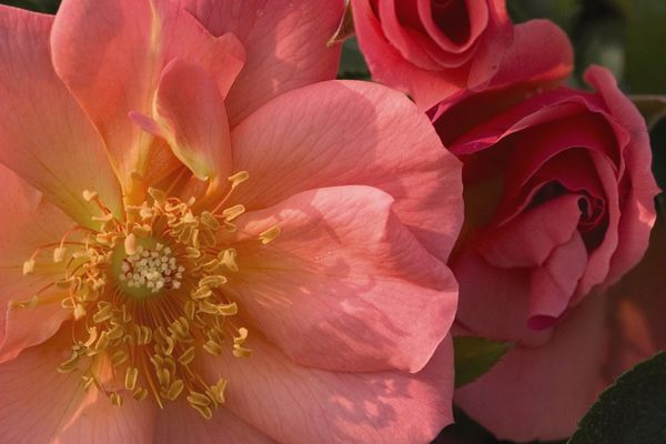 All The Rage Rose