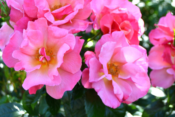 All The Rage Rose