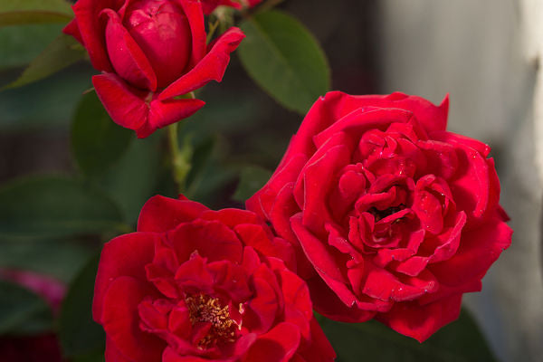 Kashmir Rose