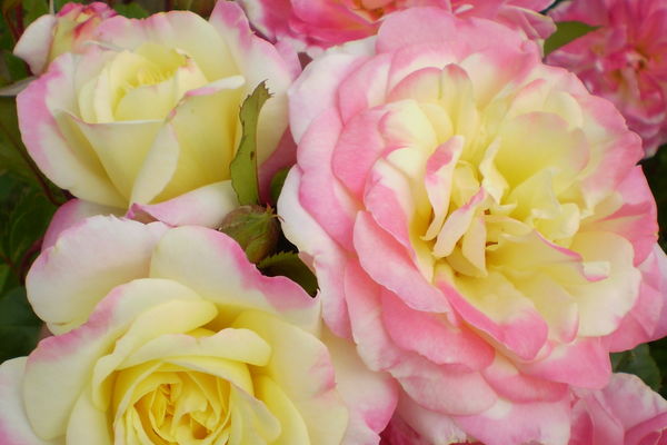 Music Box Rose-2 Gallon