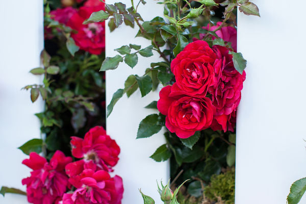 Easy Elegance® Paint the Town Rose