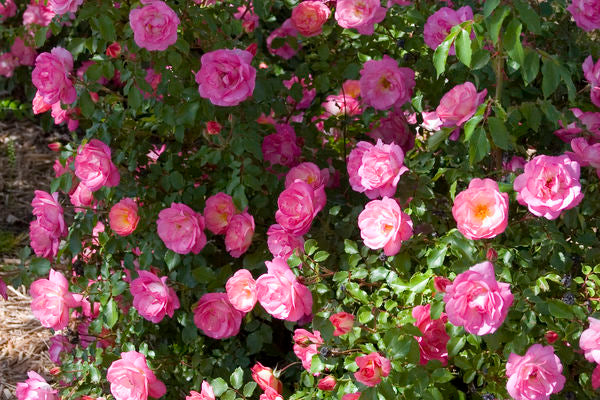 Sunrise Sunset Rose