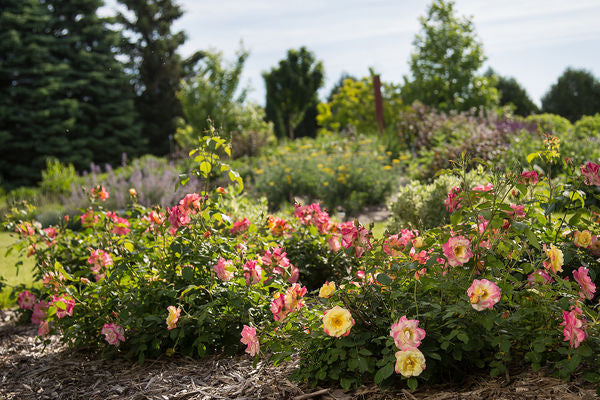 First Editions® Campfire Rose