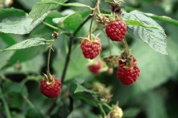 Killarney Raspberry