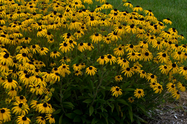 Black Eyed Susan American Gold Rush