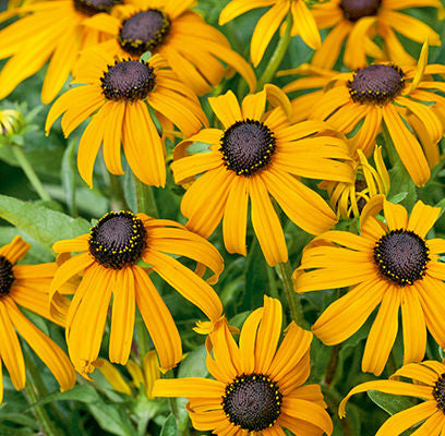 Rudbeckia- Black-Eyed Susan