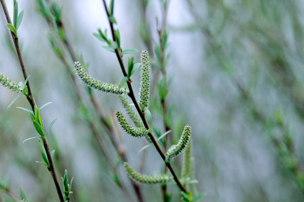 Salix- Dwarf Blue Arctic Willow