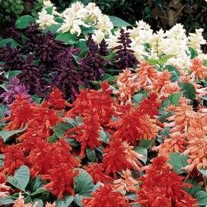 Salvia- 4 Packs