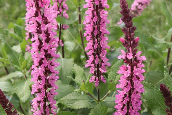 Midnight Rose Salvia