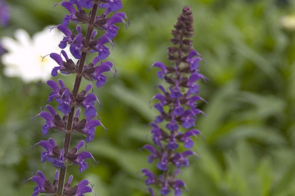 Salvia-May Night