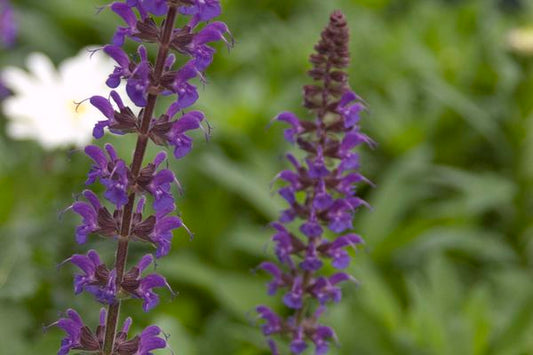 Salvia-May Night