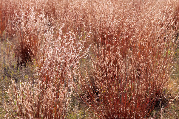 Little Bluestem-1 Gallon