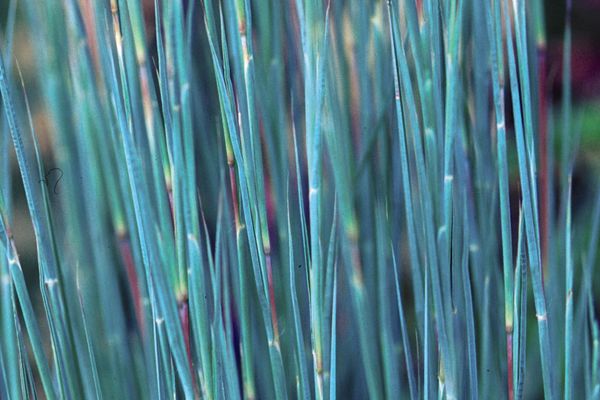 Little Bluestem - The Blues