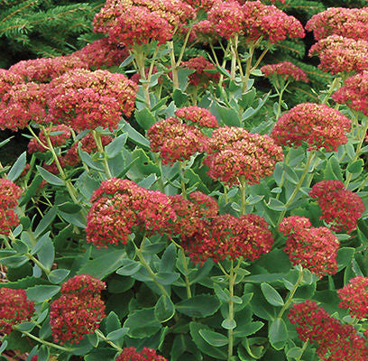 Autumn Fire Stonecrop