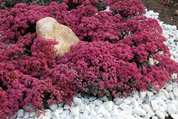 Sedum-Sunsparkler Dazzleberry