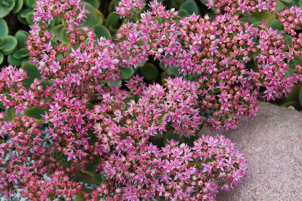 Sedum- Sunsparkler Lime Zinger