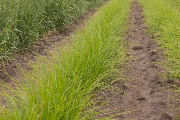 Sesleria autumnalis- Autumn Moor Grass